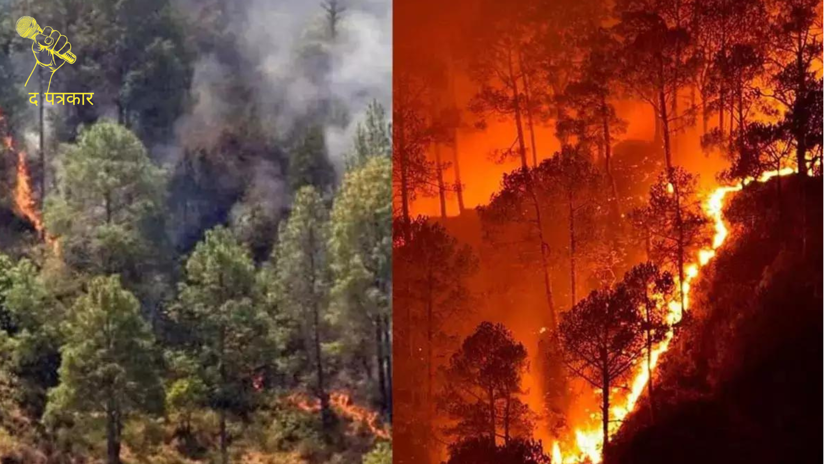 नैनीताल के जंगलों में लगी भयंकर आग